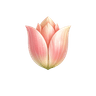 UNICAMODA